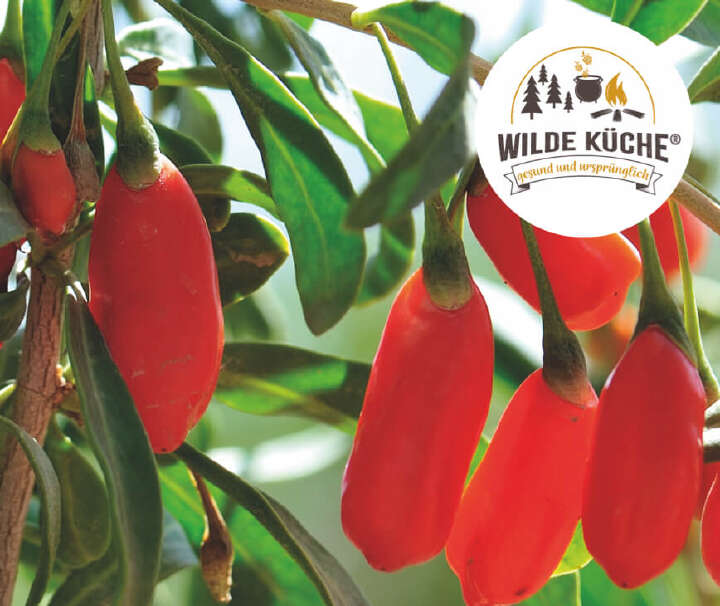 prospekt april wilde kuche pflanzen banner prospekt april wilde kuche pflanzen banner